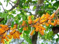 85217086_2481557142159179_4356776604148432896_n